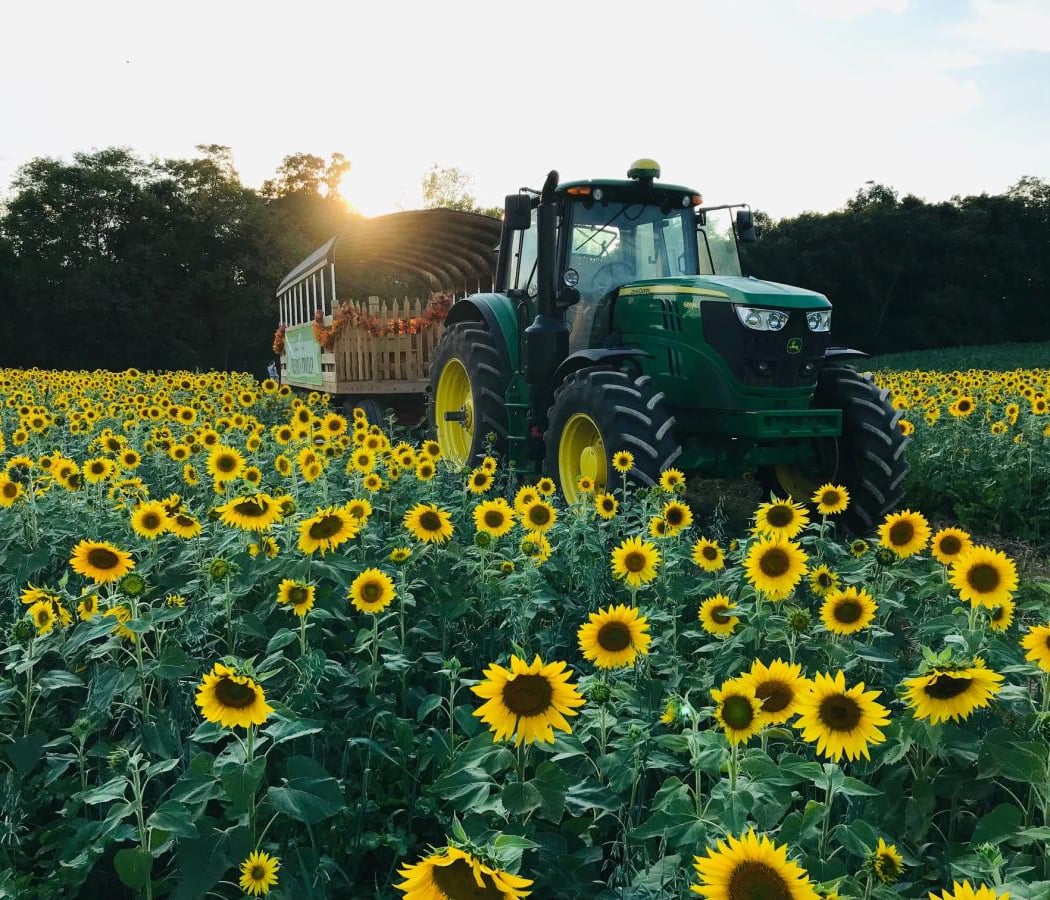 Sunflower Festival 1